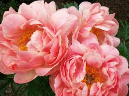 coral charm peony